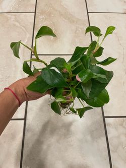 Philodendron white princess cutting