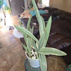 28in Tall Sayuri Sansevieria Snake Plant 