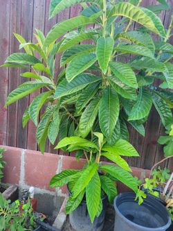 Loquot Tree ( from Seed)