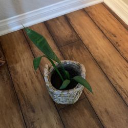Snake Plant 
