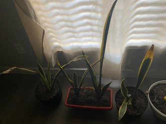 Snake plants