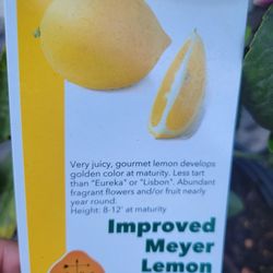 Meyers Lemon Tree 