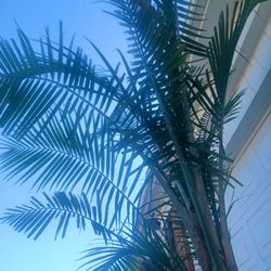 Palm plant 7 ft to 8 8ft. expensive pot Amazing