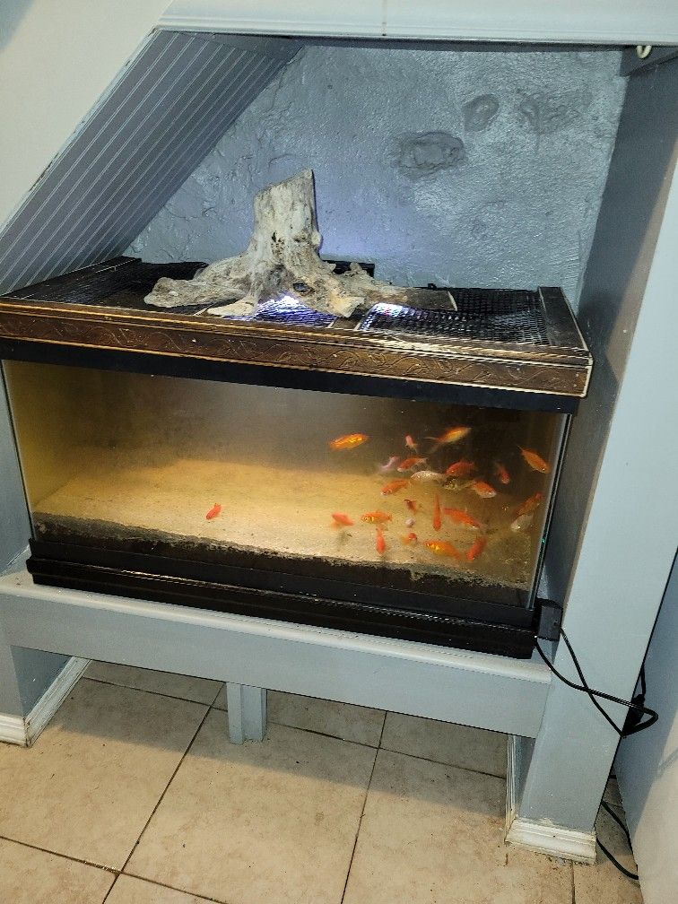 40 Gallon Breeder Tank