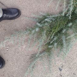 Free  Holiday Greenery 