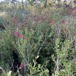 Salvia Red Hot Lips 