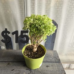 Aralia Ming Bonsai 
