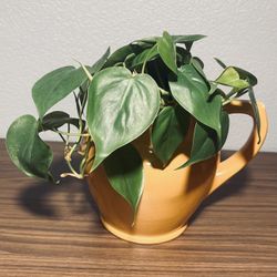 Heart Leaf Philodendron & Ceramic Vase