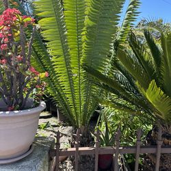 Dioon spinulosum cycad