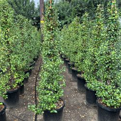 Star Jasmine 