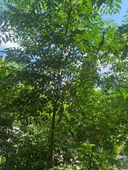 NEEM TREE SHADE