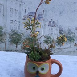 $7 Succulents in owl mug
