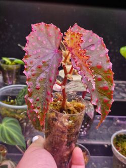 Begonia Darthvader X Amphiox