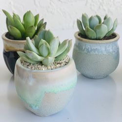Succulent Mini Planter Arrangments