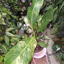 aglaonema bicolor pictum Aglaonema pictum bicolor