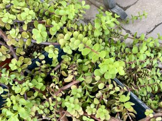 Elephant Food Cuttings!!
