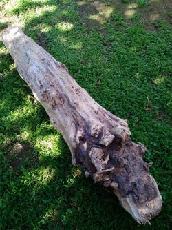 Natural Driftwood For Aquariums Terrariums Decor