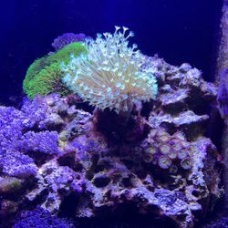 Fake Coral Pieces. 