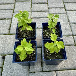 Year Old Rose of Sharon Plants in Quart Pots