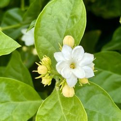 🌿 Arabian Jasmine / Sambac Jasmine — 5 Gallon | $65
