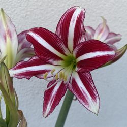 Amaryllis, Lirio Blooming Plant, In 8 Inch Pot Pick Up Only