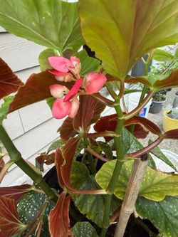 Angel wing begonia