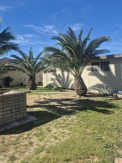 Palms For Sale