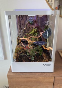 Bioactive Vivarium / Terrarium – Custom Built
