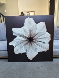 large 39 x 39 inch canvas of a single white flower, with a dark chocolate brown back ground.
