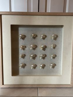 Framed Shell Shadow Box