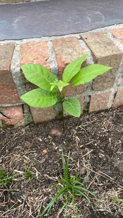 Grafted Pecan Tree
