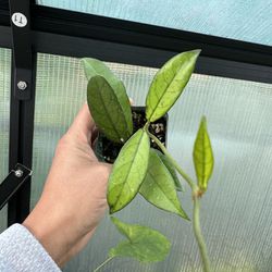 Hoya Crassipetiolata in 2” pot