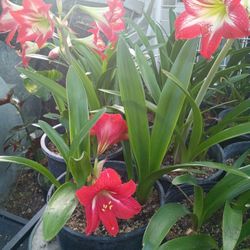 Planteros  Con Azucenas