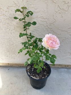 Princesse Charlene de Monaco Fragrant Hybrid Tea Rose, 2 Gallon, Fragrant Apricot Pink Blooms