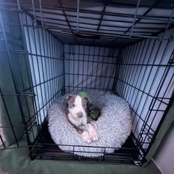 Dog Kennel