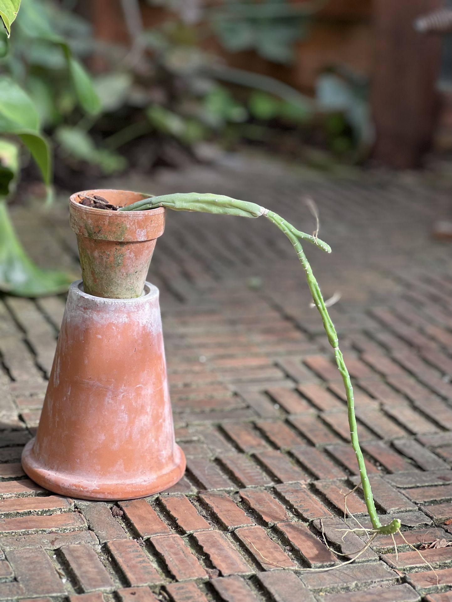 Cynanchum Socotranum Succulent Plant