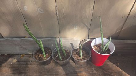 Pickle Succulent plant and red dragon