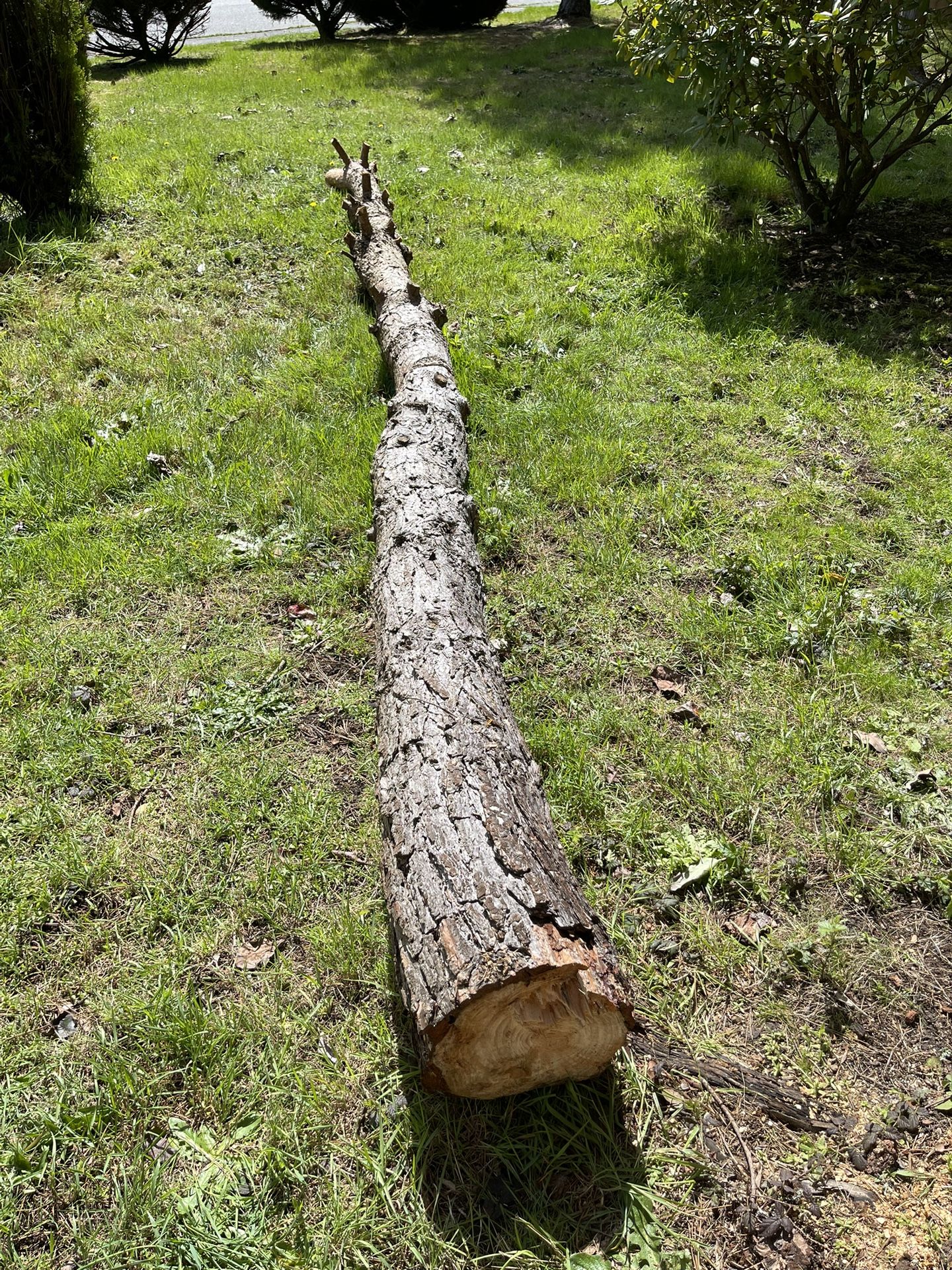 Firewood