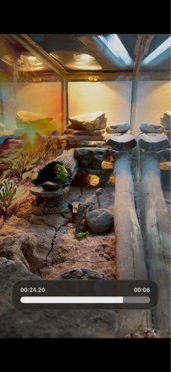 Red Uromastyx Lizard, Tank, uvb light, heat lamp, excavator clay, all up for sale together or individually.