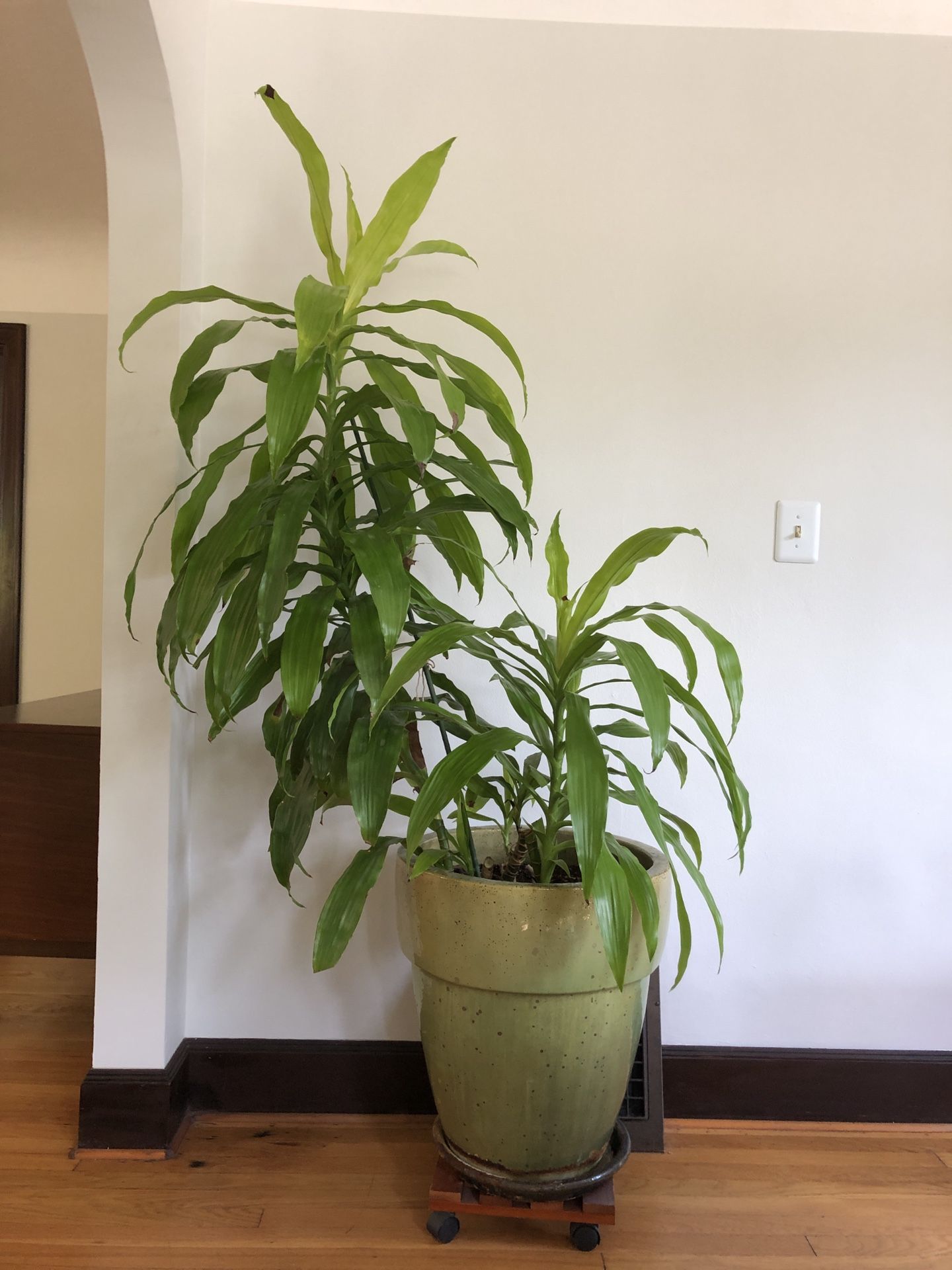 Bamboo Plant & Pot