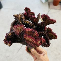 Euphorbia Ghost Lactea Variegated Crest Imported