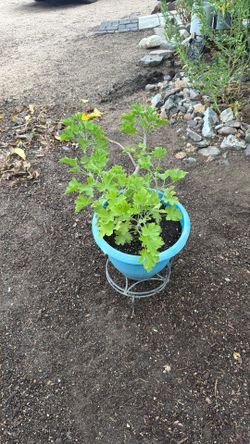 Planta De Geranio