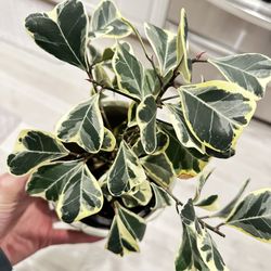 Plant Sale $10 Each 🪴 