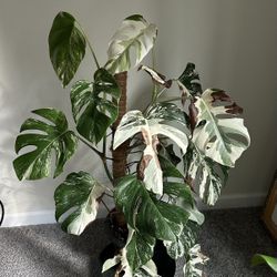 Monstera Albo