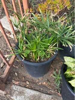 Plants