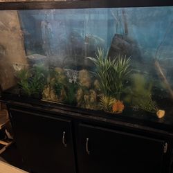 55 Gallon Fish Tank With Everything. Will Trade For Xbox