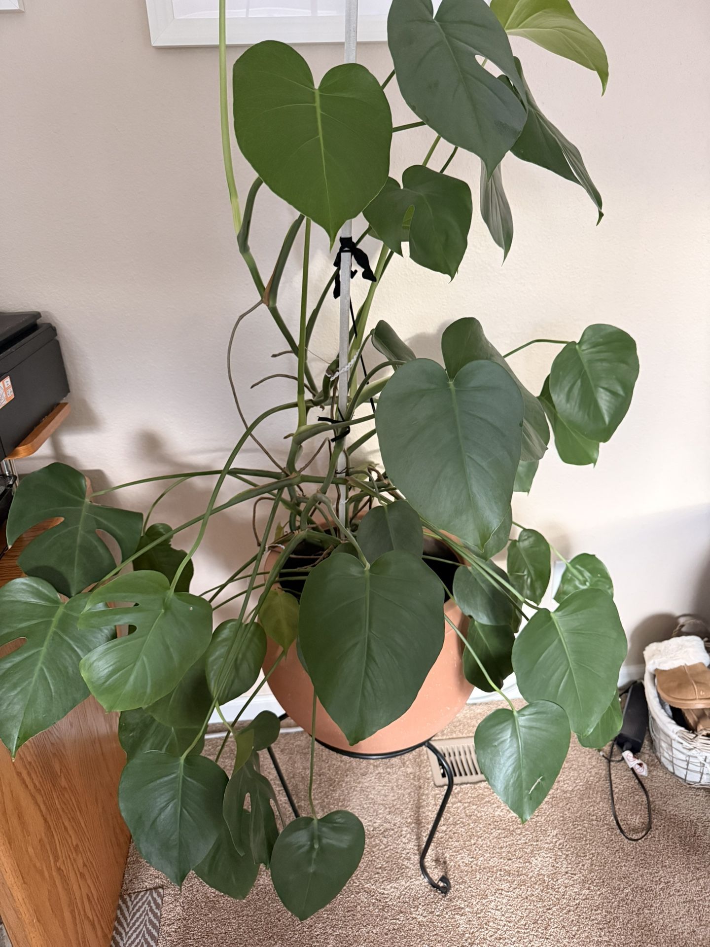 Monstera Plant