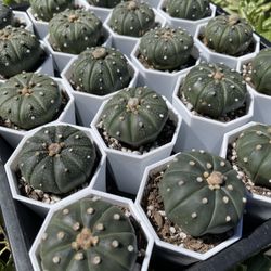 Succulents Astrophytum Sand Dollar