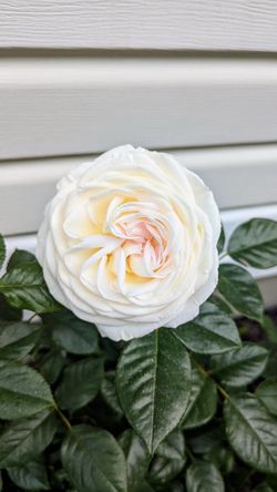 š¹ Top Cream Rose ā 5 Gallon ā SPECIAL COLOR + SUPER BLOOM!