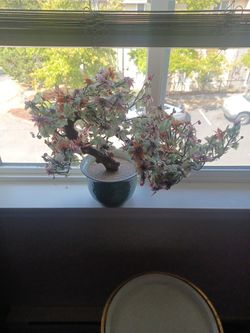 Oriental Jade Tree